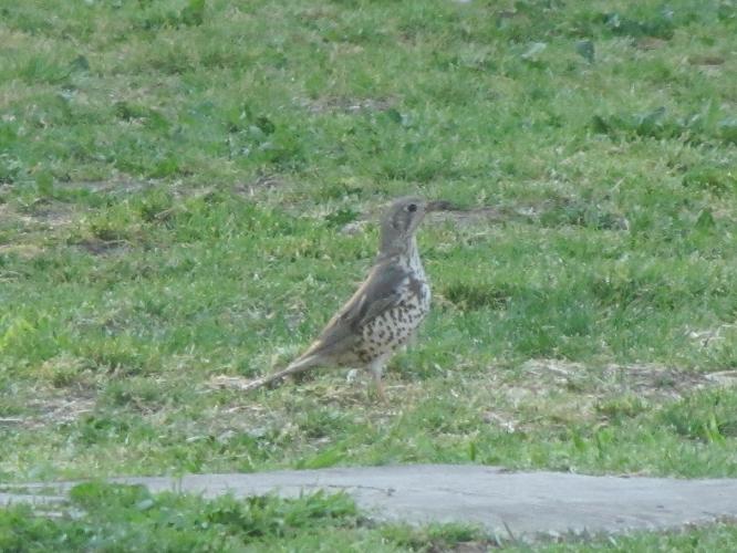 Turdus sp.